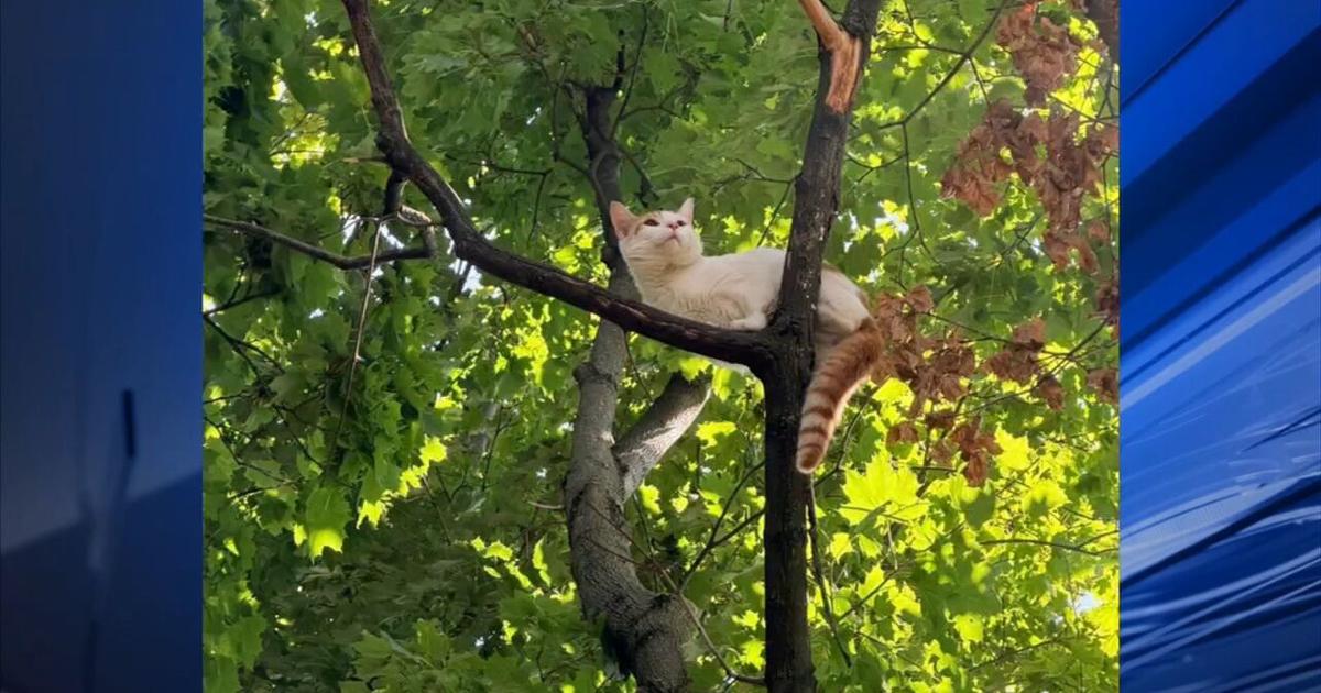 Firefighters come to the rescue for a stranded kitty in Salisbury Township | Allentown Area