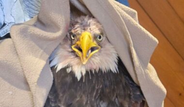 Bald Eagle Released in Erie After Several Months of Recovery | News