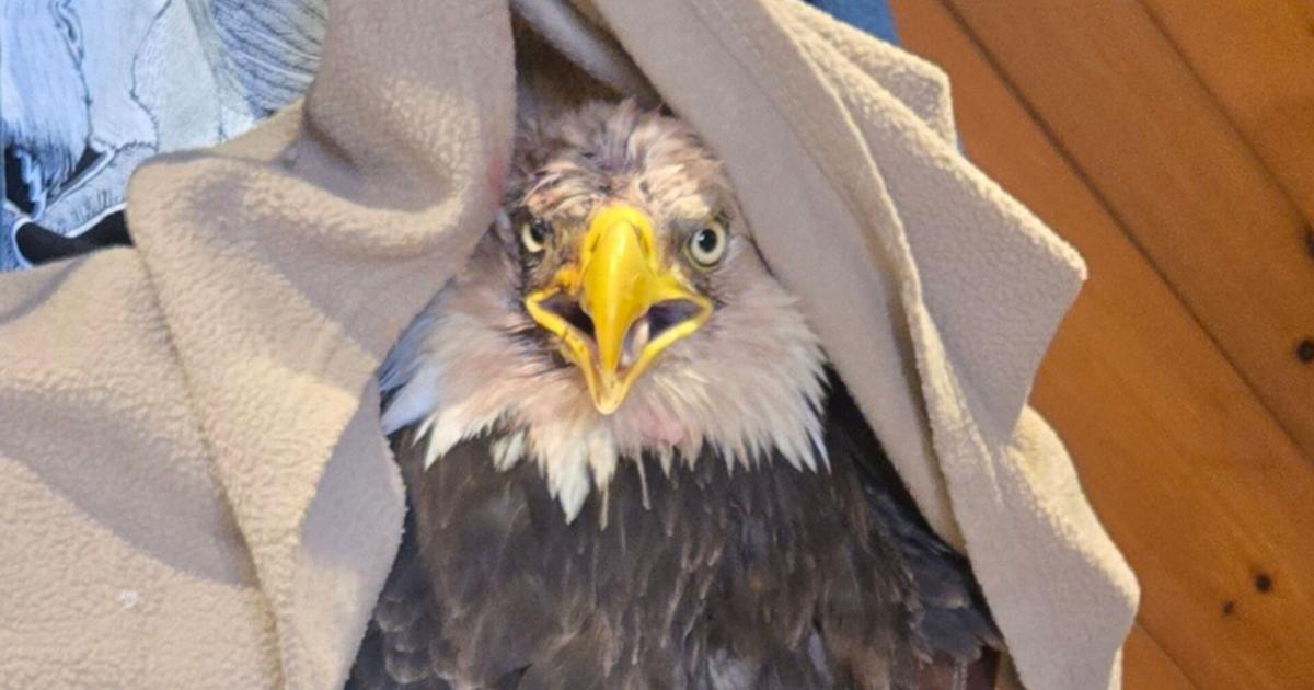 Bald Eagle Released in Erie After Several Months of Recovery | News