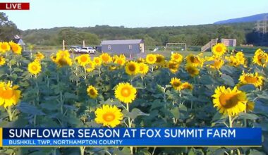 'A beautiful atmosphere': Sunflower season set to be in full bloom at Northampton County farm | Nazareth Area