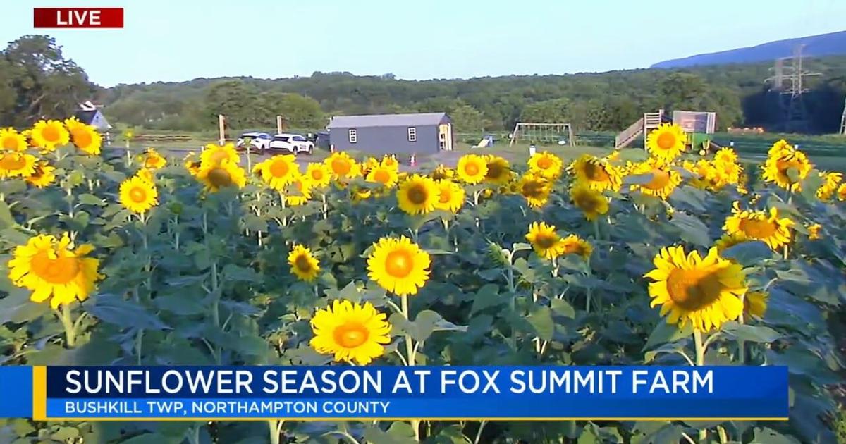'A beautiful atmosphere': Sunflower season set to be in full bloom at Northampton County farm | Nazareth Area
