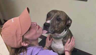 Dog Survives Stabbing and Finds Furever Home in Erie | News