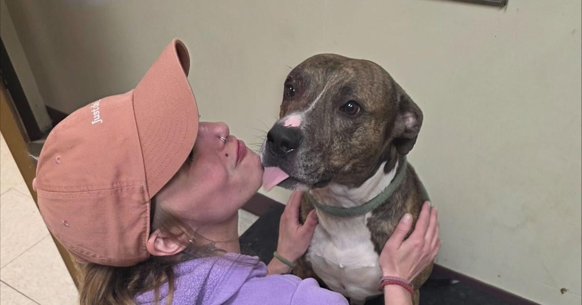 Dog Survives Stabbing and Finds Furever Home in Erie | News