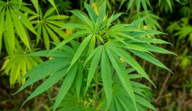 Erie County Urges Caution When Purchasing Hemp-Derived THC | News