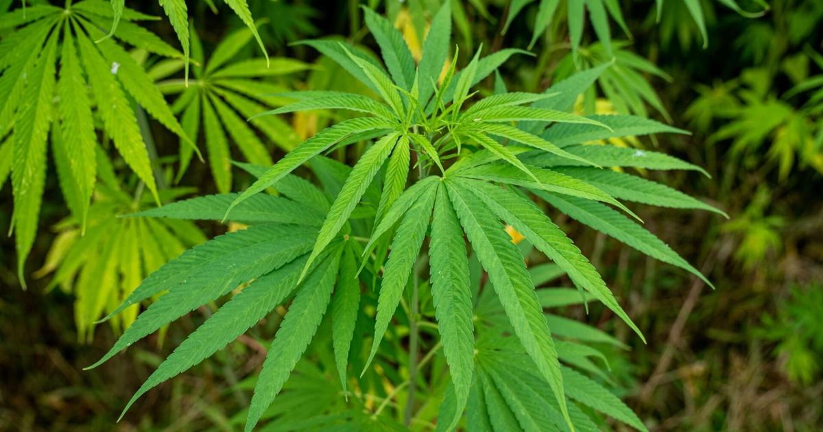 Erie County Urges Caution When Purchasing Hemp-Derived THC | News