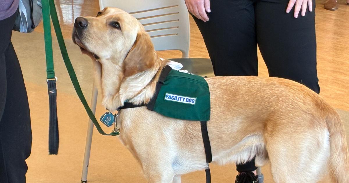 'Teton' The Facility Dog helping patients at Reading Rehabilitation |