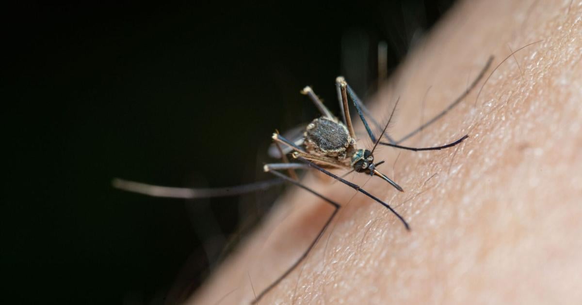West Nile Virus Detected in Mosquitos from Mercer and Erie Counties | News