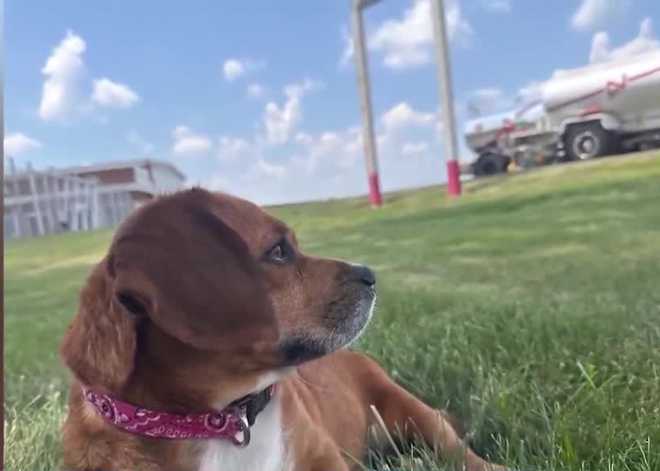 Bella, a partially paralyzed beagle mix rescued by the Butler County Humane Society in Pennsylvania, has found a new home and purpose in Colorado, bringing joy to her community and inspiring others. bella, a partially paralyzed beagle mix rescued by the butler county humane society in pennsylvania, has found a new home and purpose in colorado, bringing joy to her community and inspiring others.