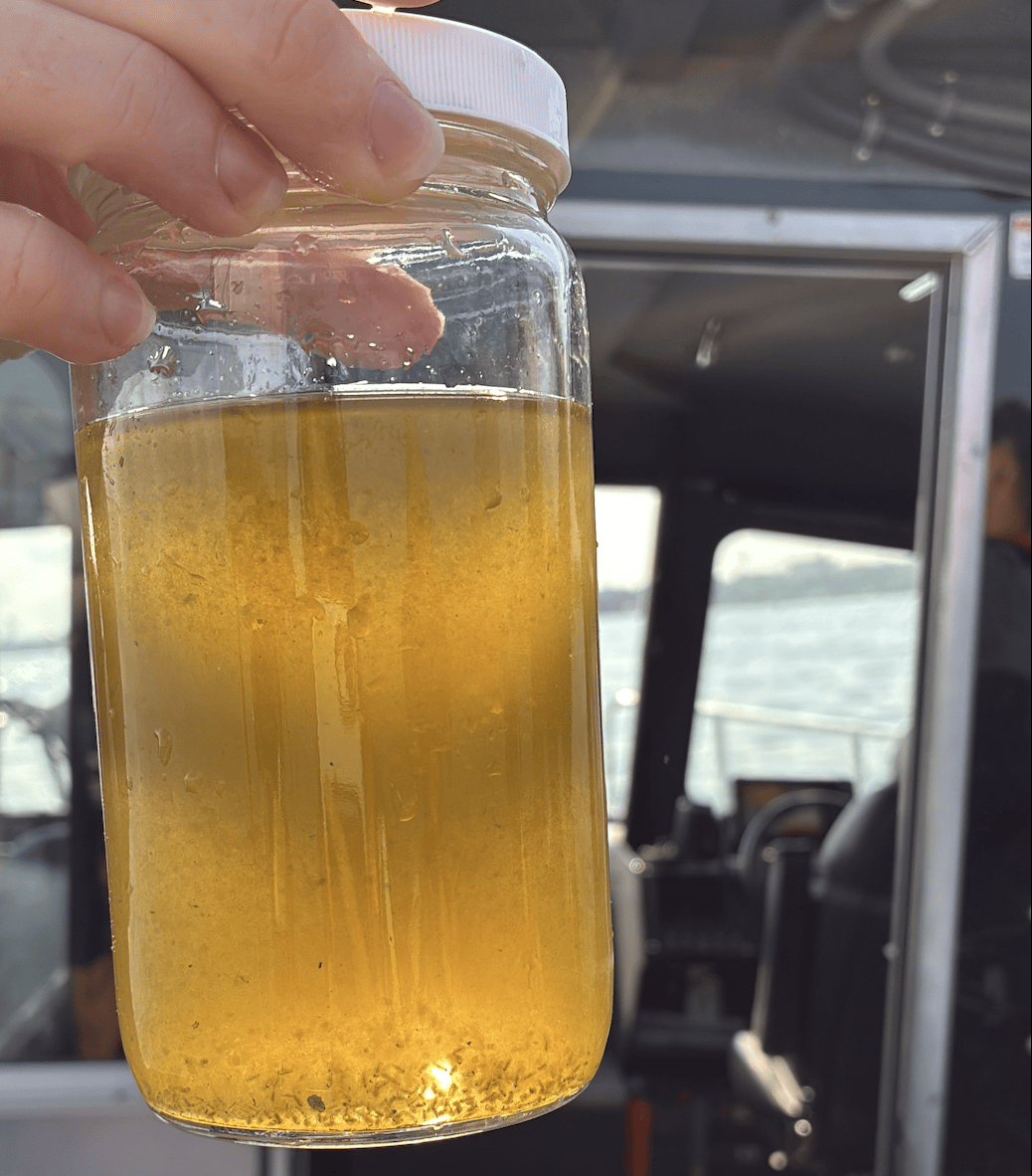 Water from Lake Erie concentrated through a filter and put in a jar reveals a yellow-green, scuzzy, algae-filled liquid with zooplankton darting around.