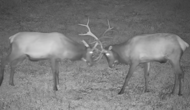 Pennsylvania Elk Cam returns for annual livestream of bugling season
