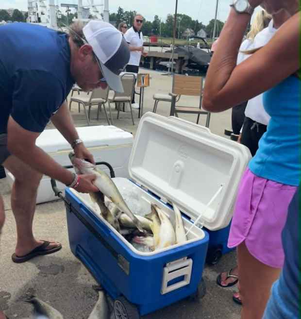 Brian Zarembski sorts through a cooler full of freshly caught Walleye July 18 at Reelin\' for a Reason. Heather Chapin--The Morning Journal