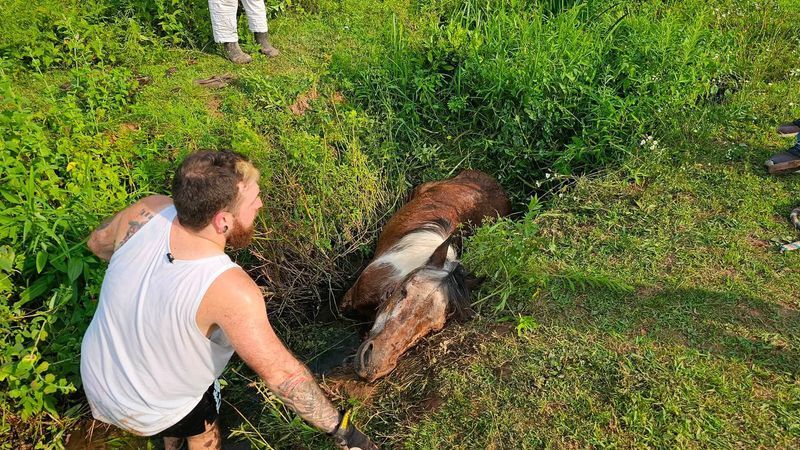 Brecknock Township fire crews were called to rescue a pony in distress Wednesday evening in Berks County. (Brecknock Township Volunteer Fire Department)