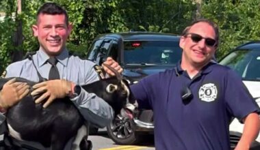 Pennsylvania police find goat running through traffic