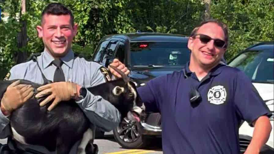 Pennsylvania police find goat running through traffic