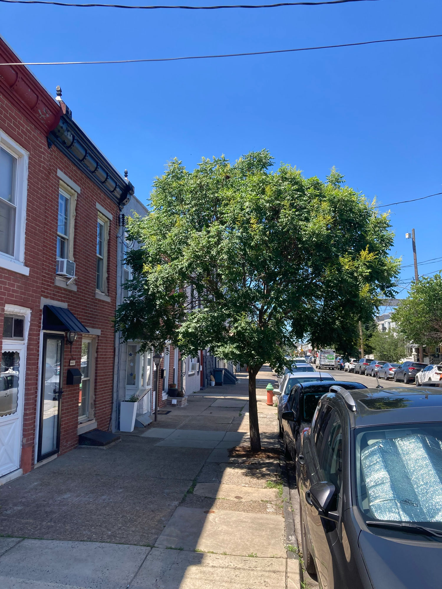 The absence of trees can result in high heat levels, particularly in urban environments.