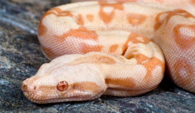Resident finds albino boa constrictor 'lazily lounging' on a Pennsylvania pool deck