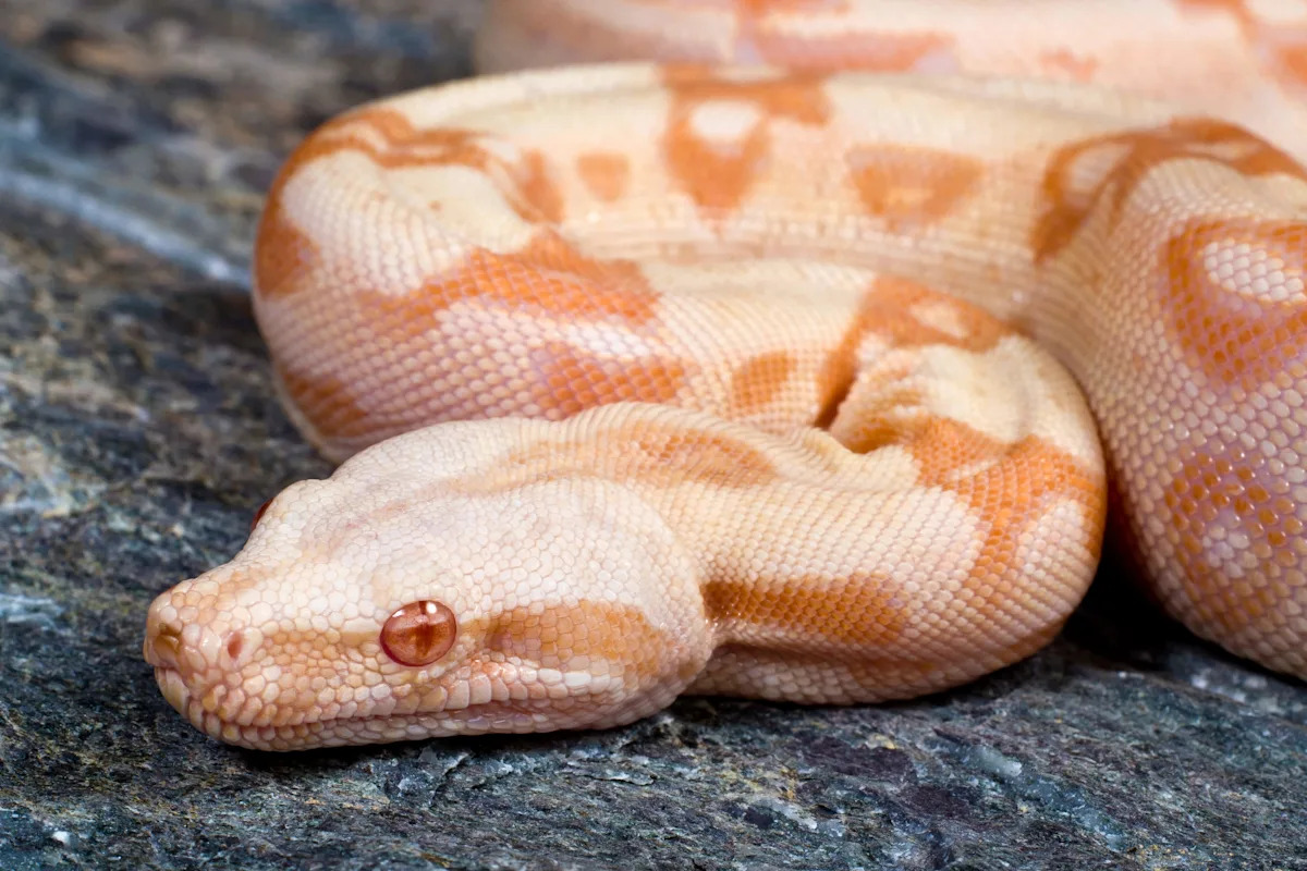 Resident finds albino boa constrictor 'lazily lounging' on a Pennsylvania pool deck