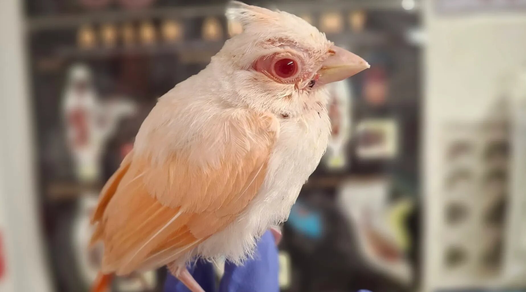 Rare albino cardinal rescued in Pennsylvania at Raven Ridge Wildlife
