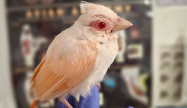 Rare albino cardinal rescued in Pennsylvania at Raven Ridge Wildlife