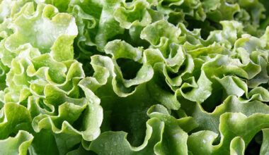 CDC links Cyclospora outbreak to Pennsylvania