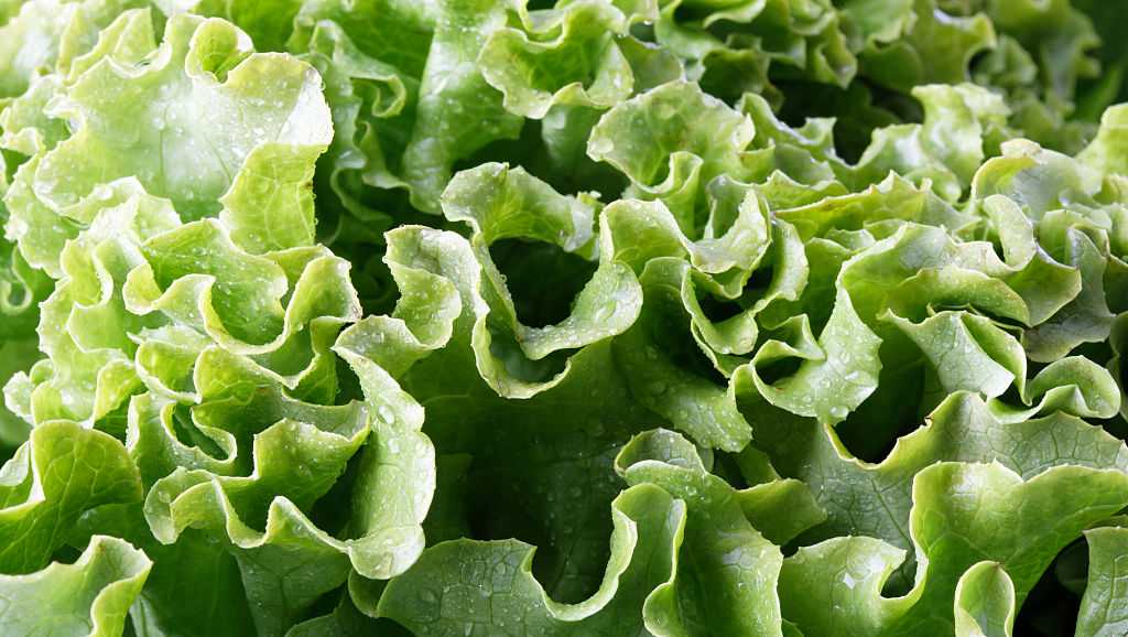 CDC links Cyclospora outbreak to Pennsylvania