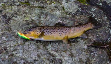 Pennsylvania raises minimum trout harvest size to 9 inches
