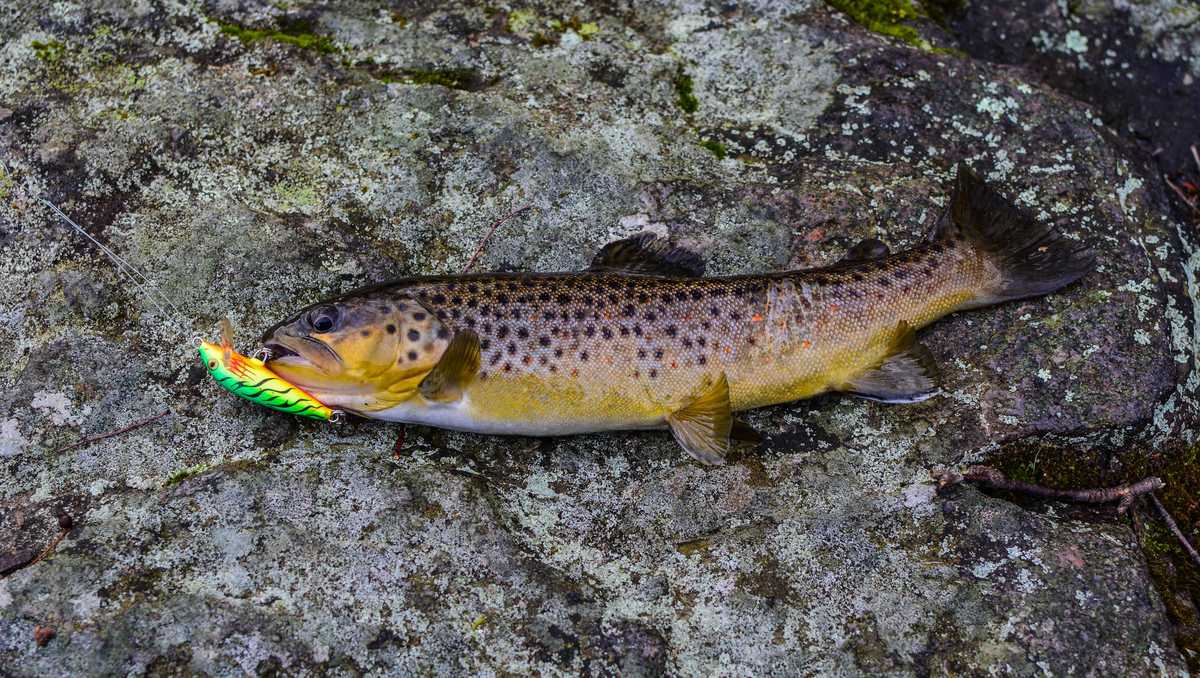 Pennsylvania raises minimum trout harvest size to 9 inches