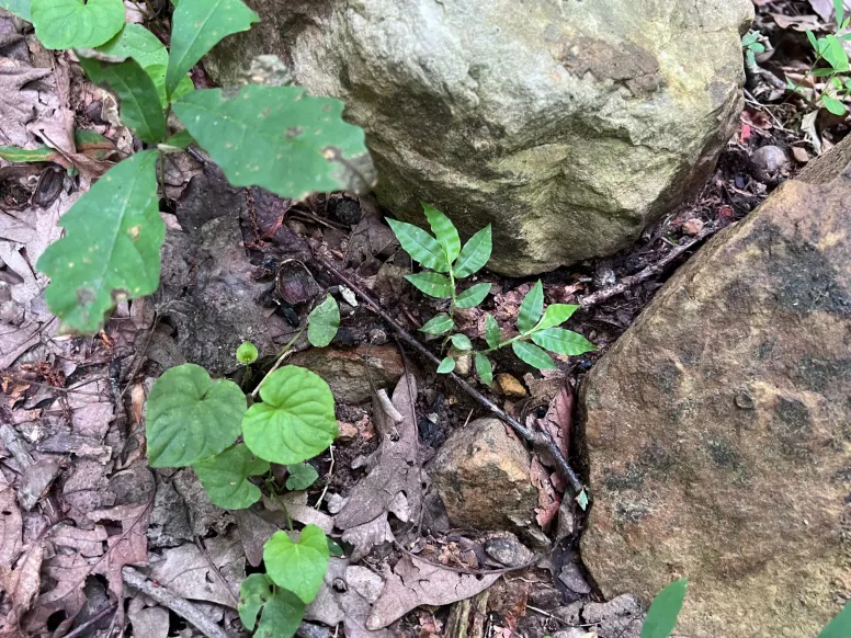 A small plant with wavy leaves grows between two rocks.
