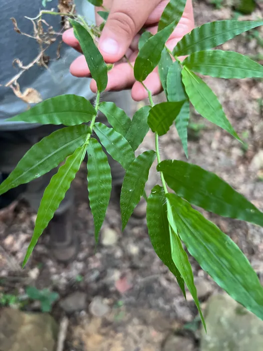 Close up of a wavy-leafed plant