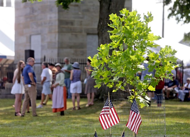 The Liberty Tree, a tulip poplar planted in 2023 as part of America250PA, grows near the Wyoming Monument during the 148th annual commemorative service of the Battle and Massacre of Wyoming on Saturday, July 4, 2026. BILL TARUTIS / CONTRIBUTING PHOTOGRAPHER