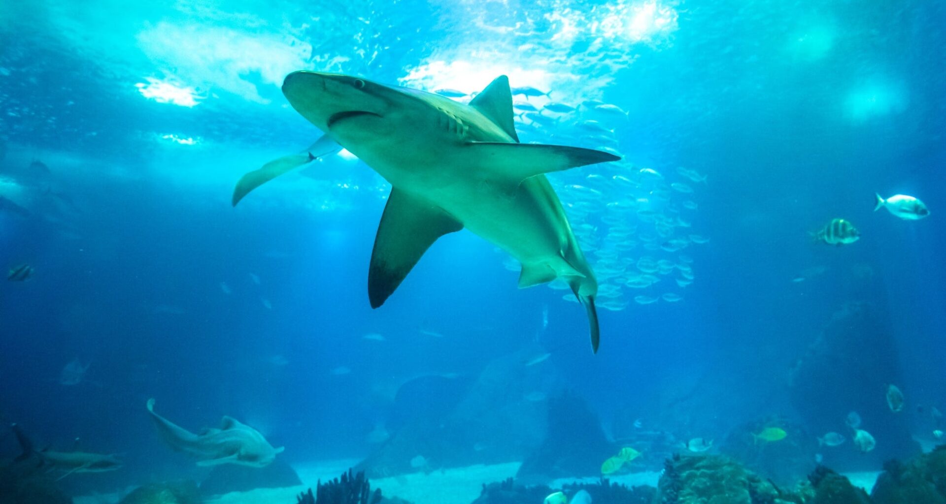 Adventure Aquarium To Debut 'Shark & Ray Summer' Program