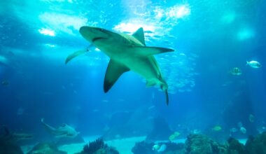 Adventure Aquarium To Debut 'Shark & Ray Summer' Program