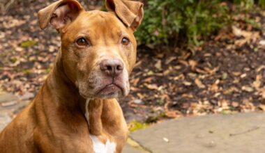 Pennsylvania SPCA’s Pittiefest returns with $5 pit bull adoptions – NBC10 Philadelphia