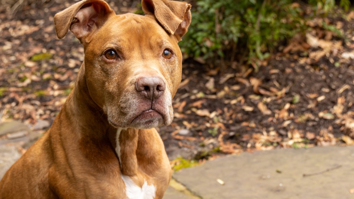 Pennsylvania SPCA’s Pittiefest returns with $5 pit bull adoptions – NBC10 Philadelphia