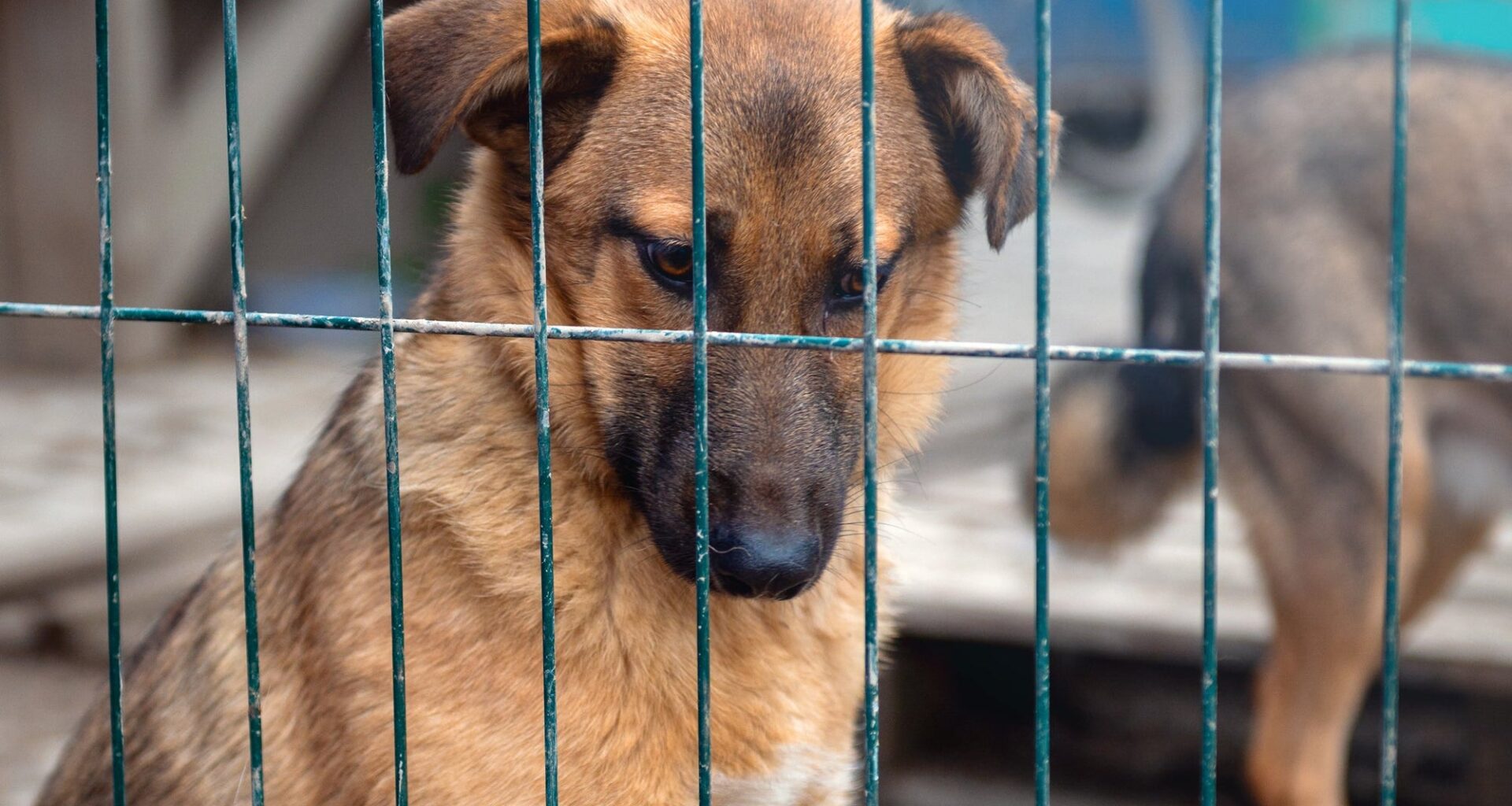 ACCT Philly Facing Animal 'Crisis Point' With Shelter Overcrowding