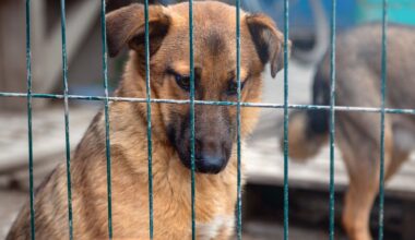 ACCT Philly Facing Animal 'Crisis Point' With Shelter Overcrowding