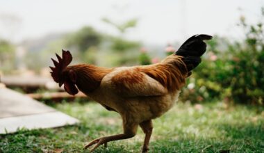 Man accused of shooting neighbor’s rooster for waking him up – NBC10 Philadelphia