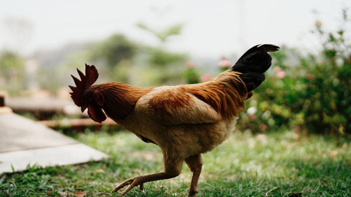 Man accused of shooting neighbor’s rooster for waking him up – NBC10 Philadelphia