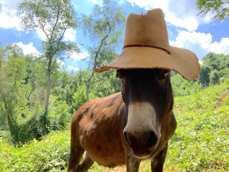 Hobo in hat