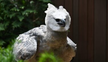 The eagle has landed: Rare harpy eagle finds a new home at National Aviary