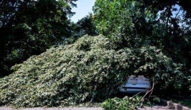 A car belonging to Hugh and Grace Parker is buried under the tree in front of their Narberth home Monday, July 13, 2026, following the weekend’s storm. They are still waiting for utility crews to take care of downed wires inside the branches before the tree can be removed.