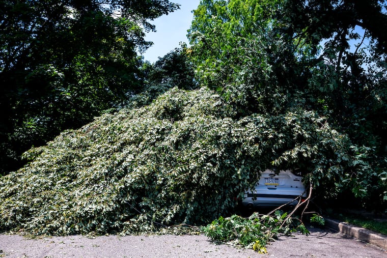 A car belonging to Hugh and Grace Parker is buried under the tree in front of their Narberth home Monday, July 13, 2026, following the weekend’s storm. They are still waiting for utility crews to take care of downed wires inside the branches before the tree can be removed.