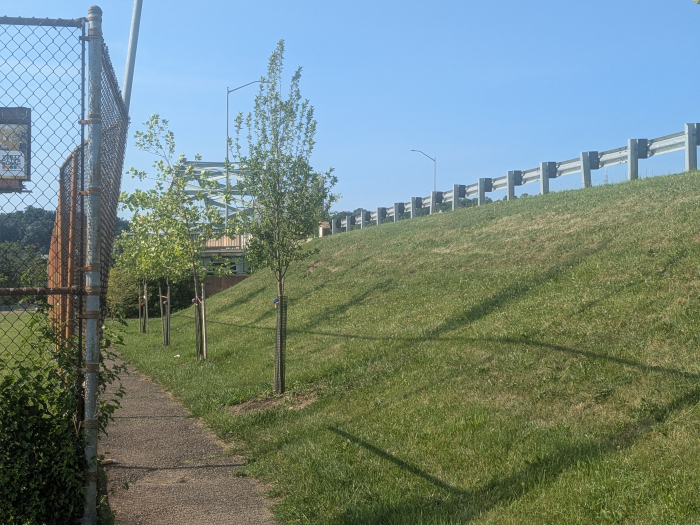 A row of trees are planted at the bottom of an embankment, next to a chainlink fence.
