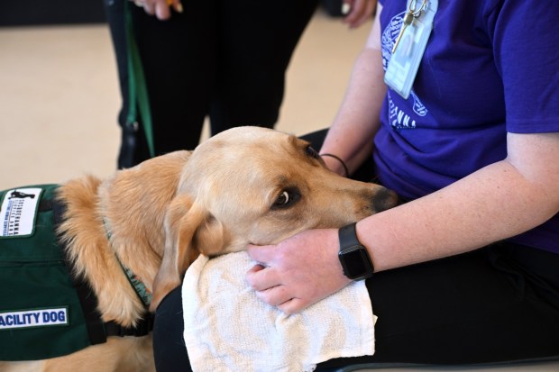 Teton, a new therapy dog, places his head in the lap of handler and physical therapy assistant Heather Soto at the Reading Hospital Rehabilitation at Wyomissing, 2802 Papermill Road, Spring Township, on Thursday, July 7, 2026. (BILL UHRICH/READING EAGLE)