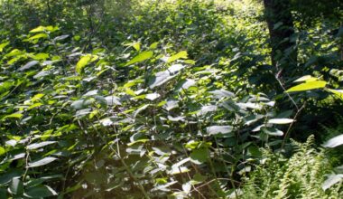 Japanese knotweed: the notorious invasive taking root across Pennsylvania – Scranton Times-Tribune