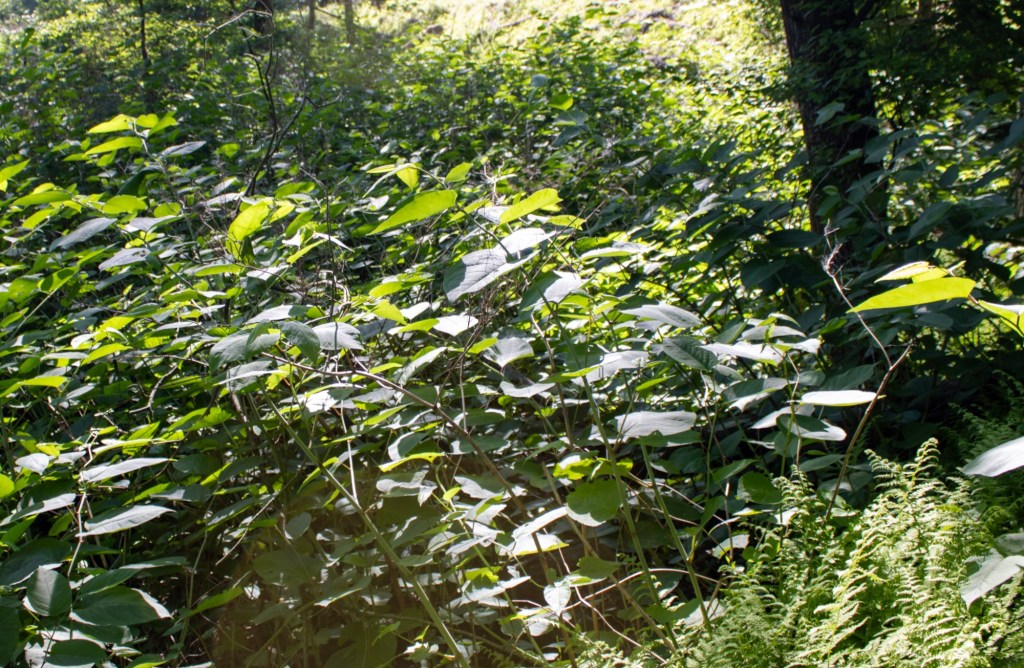Japanese knotweed: the notorious invasive taking root across Pennsylvania – Scranton Times-Tribune