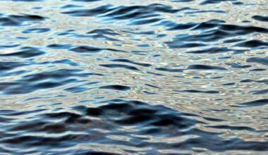 1 found dead in Lake Erie