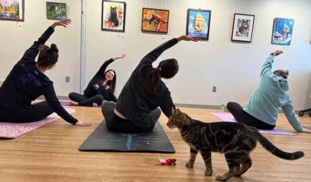 A cat walks by as Hilary Steinberg, owner of Jaya Yoga Studio in Clarks Summit leads a class at the Abington Community Library in the spring. A second cat yoga class will be offered Sunday and library officials hope to offer another this year depending on demand. (Submitted)