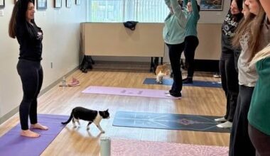 Cat yoga brings people, felines together at Abington Community Library