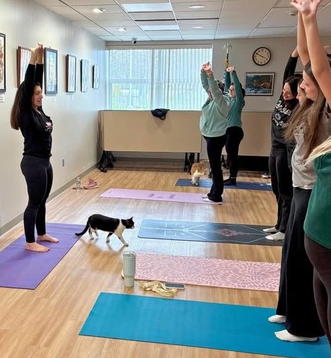 Cat yoga brings people, felines together at Abington Community Library